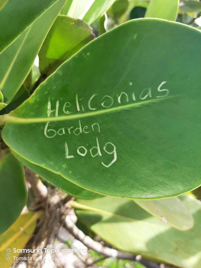 Garden Of Heliconias Lodge Drakes Bay Exteriör bild